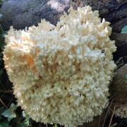 Coral tooth mushroom