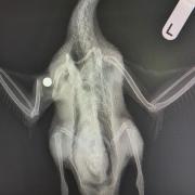 An x-ray photo shows the damage done after a ball bearing was fired into a duck’s body