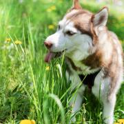 Grass seeds can be dangerous for dogs as they can get stuck in their eyes, under their skin and in their paws.