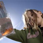 A child with her goldfish at a fair