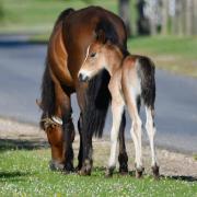 Drivers are being urged to take extra care when driving across the New Forest. Animals often stand in or near roads Image: Annette Gregory