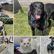 Can you help find these Dorset RSPCA pets a home?