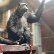 Chocolat is already starting to climb about in her new home at Monkey World.