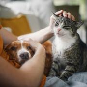 The veterinary expert has teamed with TrustedHousesitters to give you a handy four-step guide to do just that.