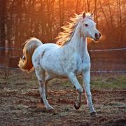 Stock image of a horse.