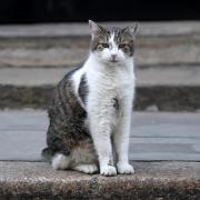 Larry the Cat is 17 years old and was introduced to Number 10 by former PM David Cameron