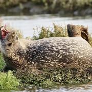 Seals at Beaulieu River.