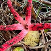 Rare fungus Devil's finger - that smells like rotting flesh - has been spotted in the New Forest