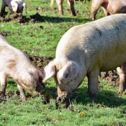 Hundreds of pigs will soon be released to hoover up acorns in the New Forest for pannage season