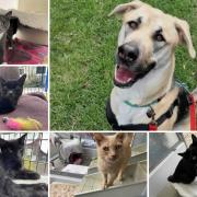 Could you give any of these Dorset RSPCA pets a home?