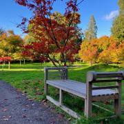 Kingston Lacy will offer tours around its Japanese Garden this Autumn.