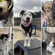 Could you give any of these Dorset RSPCA pets a home?