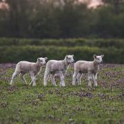 Lambs stolen, slaughtered and butchered in 'gruesome' act of animal cruelty