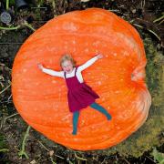 Etta Syrett, 3 with one of the giant pumpkins.