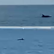 Dolphins were spotted swimming in the water at Barton-on-Sea beach