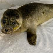 Moyles Court Wildlife Rescue was alerted to an ‘underweight’ seal pup with a serious eye infection that was affecting its visibility.