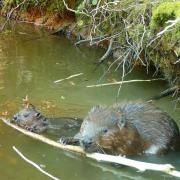 Mum and baby beaver eating bark together at Ewhurst Park, Hampshire (Ewhurst Park/PA)