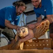 SeaLife curators Todd German from SeaLife Scarborough and Scott Blacker from SeaLife Blackpool release Nazare the loggerhead sea turtle into the sea. (Anthony Devlin/Sea Life/PA)Photo by Anthony Devlin Photography © 2024.