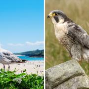 Brits are being urged to avoid these six birds as they are the UK's deadliest