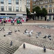 Seagulls in Bournemouth Square.