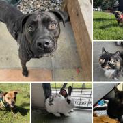 Could you give any of these Dorset RSPCA pets a home?