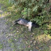 A piglet has been hit in the New Forest.