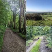 Dorset has plenty of autumn walks that explore its countryside and woodland