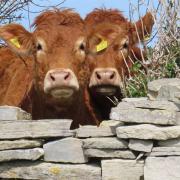 A concerned resident posted on social media warning others of a group of ‘feral kids’ abusing cows at Kinson Common on September 25.