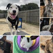 Could you give any of these Dorset RSPCA pets a home?