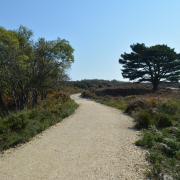 The upgraded track in Studland