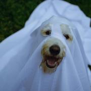 This year, the pooch business is hosting a ‘spook-tacular’ walk to celebrate Halloween.