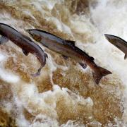 Young salmon numbers are falling at the River Frome