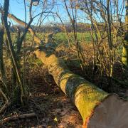 Mr Hayward, trading as G H Hayward Forestry Contractors, had been making a back cut to the tree when it fell in the wrong direction.