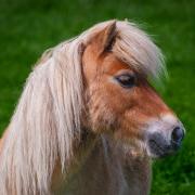 Stock image of pony.