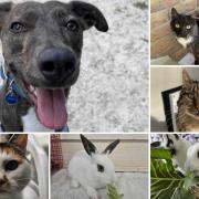 Could you give any of these Dorset RSPCA pets a home?