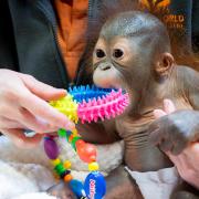 Sibu Jr is a beautiful but vulnerable infant orangutan