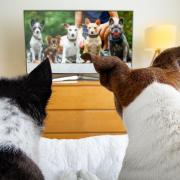 Sky and NOW launch brand new TV channel for dogs this Bonfire Night