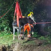 Firefighters from Poole, Sherborne and Yeovil attended the incident and winced the donkey out of the culvert.