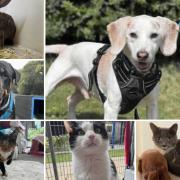 Could you give any of these Dorset RSPCA pets a home?