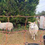 St Wolfrida’s Church in Horton has had to resort to employing the help of animals such as sheep, due to a lack of funding available for a gardener.