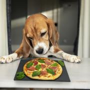 New research from Just Eat has found that pet parents do not want to “remember, remember, the 5th of November”