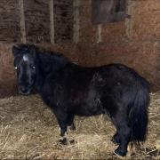 Phoenix the Shetland pony