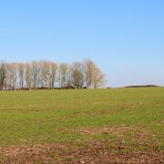 The long barrow alongside Dorset Cursus