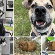 Could you give any of these Dorset RSPCA pets a home?