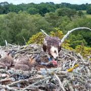 Birds of Poole Harbour is a non-profit organisation dedicated to boosting the profile of bird conservation, observation and education across the harbour.