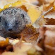 Hedgehog photo