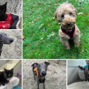 Could you give any of these Dorset RSPCA pets a home?