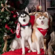 Santa Paws Grotto.