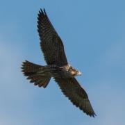 Jordan Callaghan managed to snap this majestic peregrine falcon flying above Beaulieu River.