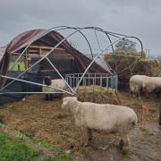 The Smallest Flock Sheep Sanctuary is a non-profit organisation founded by Charlotte Reynolds in 1977.